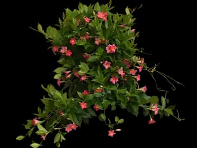 Unico Pink Yellow dipladenia