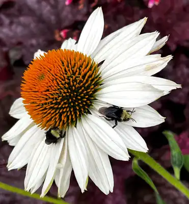 KISMET White Coneflower
