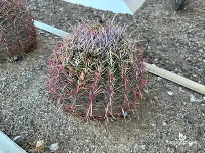California Cactus Barrel