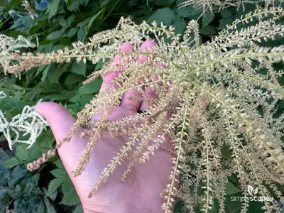 Goat's Beard