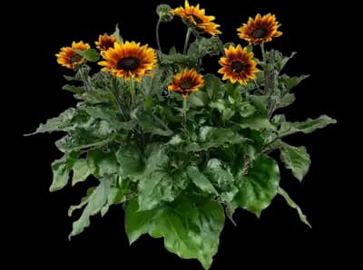 SOL SEEKER™ Bronze Burst Helianthus annuus