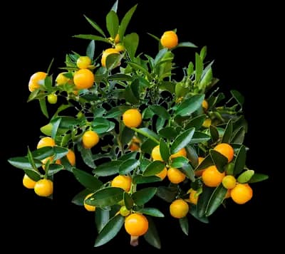 Kishu Mandarin Tree
