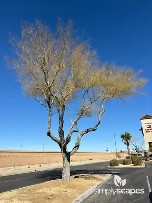 Blue Palo Verde Tree