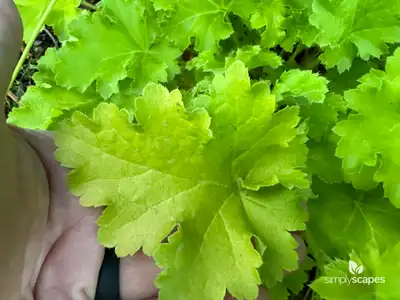 Coral Bells - Green (Heuchera)