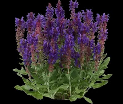 Salvia 'Dark Matter'