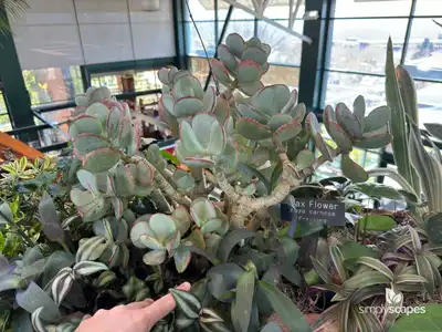 Siberian Peashrub