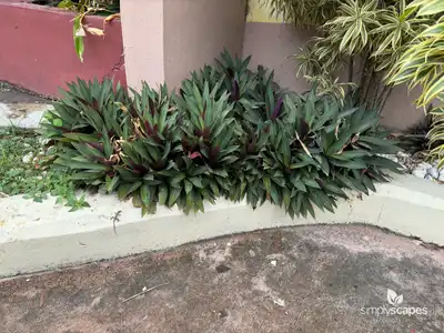 Oyster Plant