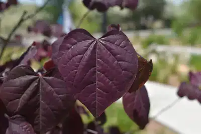Black Pearl™ Redbud Tree
