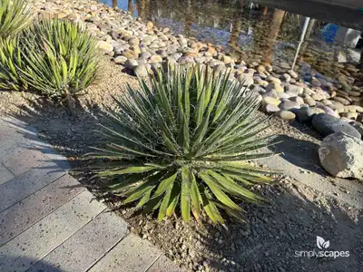 Thread-leaf Agave