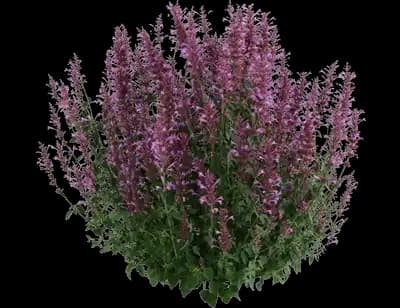 Sunny Sparks™ Pink Improved Agastache