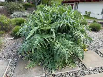 Cardoon