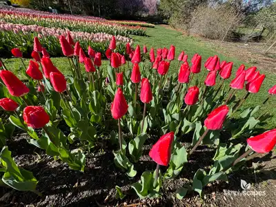 Garden Tulips