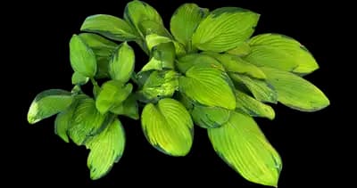 Stained Glass - Hosta