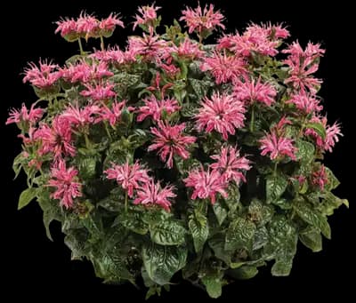 Leading Lady™ Pink Bee Balm