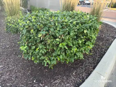 Wintercreeper Climbing Euonymus