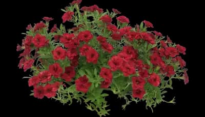 MiniFamous® Neo Double Red Calibrachoa