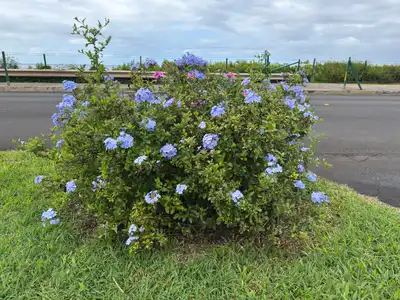 Cape Leadwort
