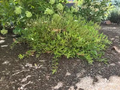 Deutzia