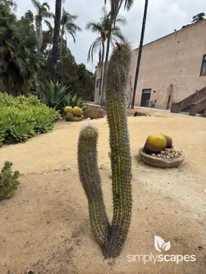Old Man Cactus