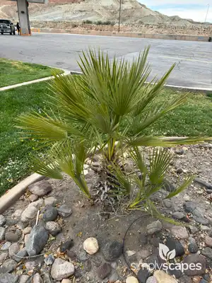 European Fan Palm Tree