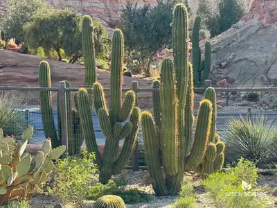 Golden Torch Cactus