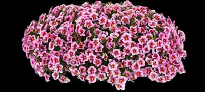 MiniFamous® Neo Double Pink 24 Calibrachoa