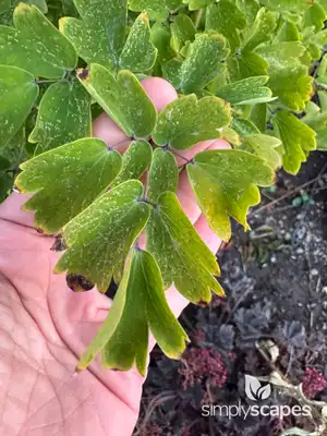 Meadow Rue Plant (Thalictrum)