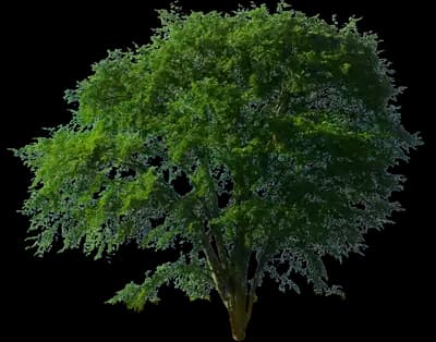 Drake Chinese Elm Tree