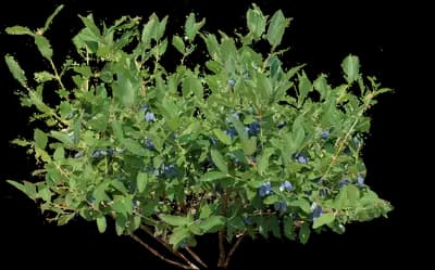 Honeybee™ Honeyberry Bush