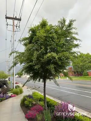 Lacebark Chinese Elm Tree