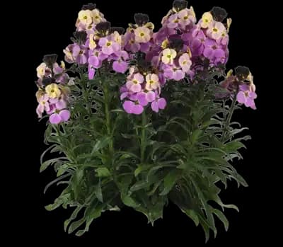 Brightside™ Purple Glow wallflower