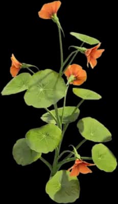 Nasturtium