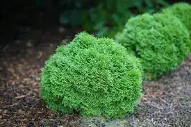 Tator Tot® Arborvitae