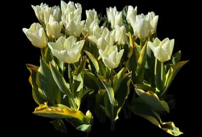 Tulip 'Exotic Emperor Fosteriana'