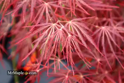 Crimson Queen Japanese Maple
