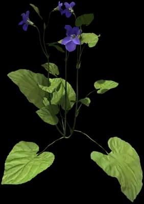 Field Pansy