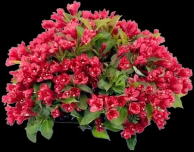 Crimson Kisses® Weigela