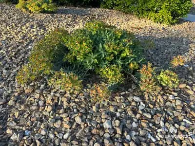 Myrtle spurge