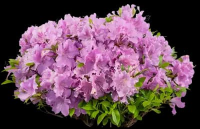 Encore Azalea