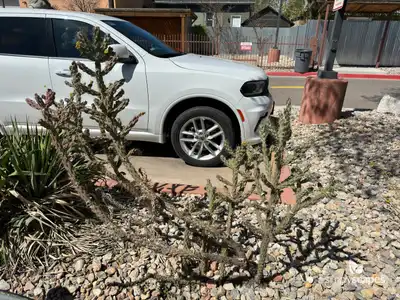 Tree cholla