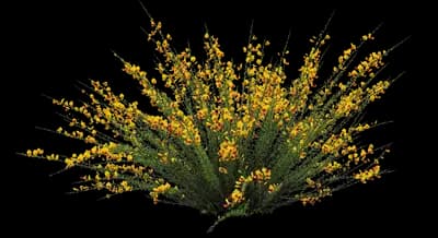 Sister Disco® Scotch Broom