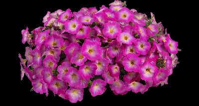 Cascadias™ Fantasy Hot Pink Improved Petunia hybrida