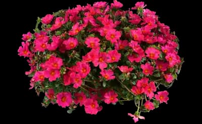 Mega Pazzaz™ Fuchsia Purslane