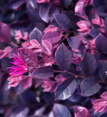Purple Daydream® Dwarf Loropetalum