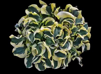 Mini Skirt - Hosta