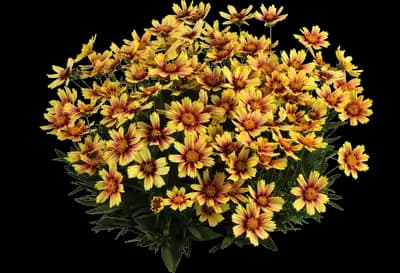 Solanna™ Sunset Burst Coreopsis grandiflora