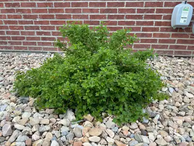 Red Currant
