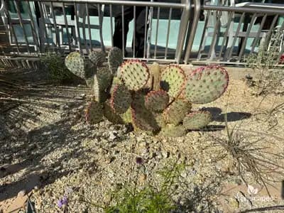 Purple Pancake Prickly Pear