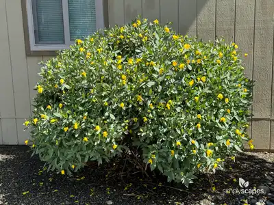 Bush poppy