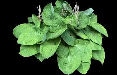 Big Daddy - Hosta